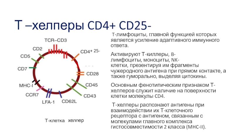 Астро хелпер. Функции cd4 лимфоцитов. Cd4 t лимфоциты. Сд4 клетки функции. Сд4+т-лимфоциты что это.