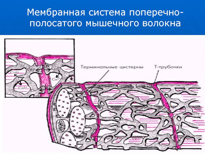 Мембранная система поперечно-полосатого мышечного волокна
