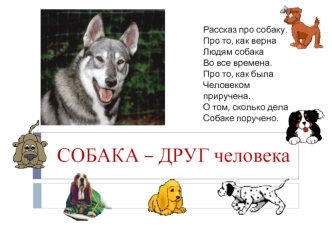 Собака – друг человека