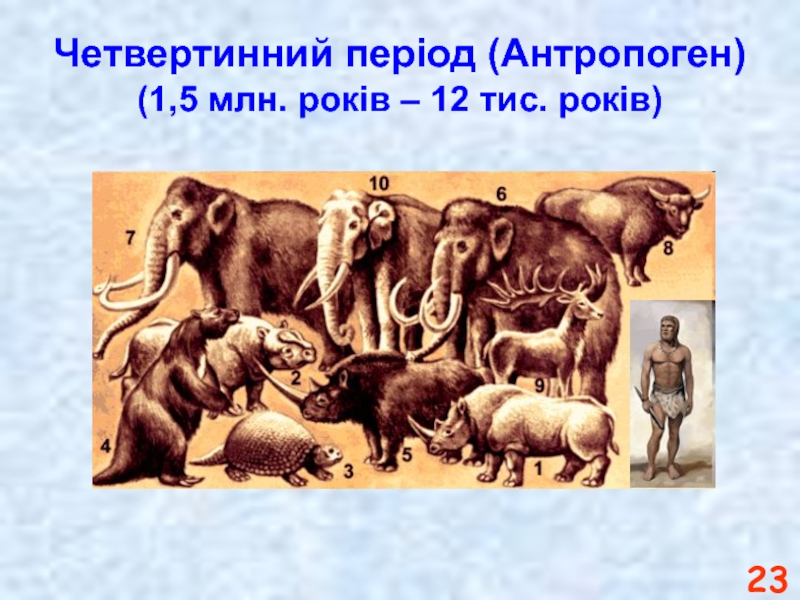Четвертинний період (Антропоген) (1,5 млн. років – 12 тис. років)