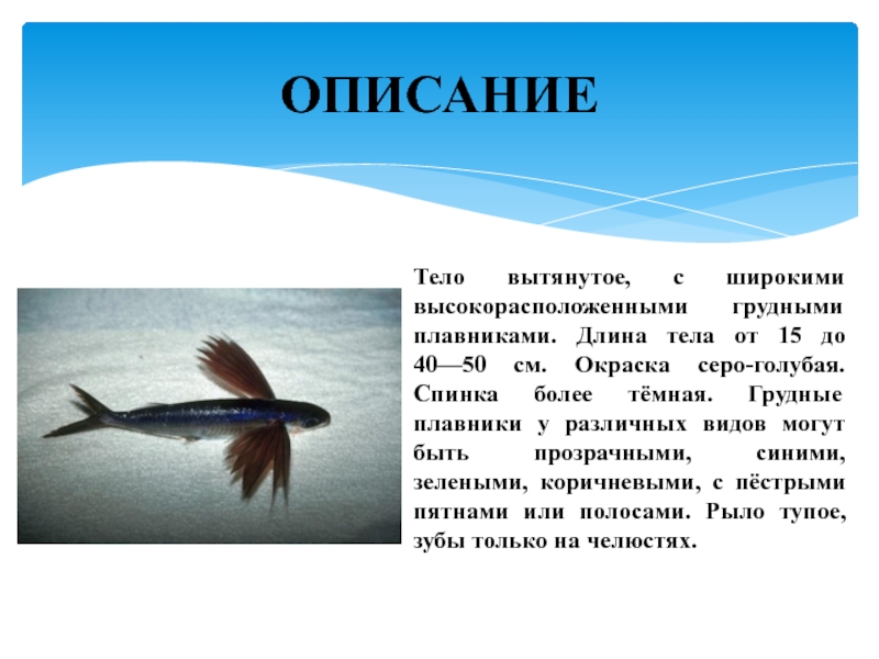 Летучая Рыба Фото И Описание