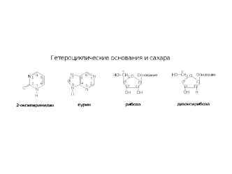 Структура гетероциклов, нуклеозидов и нуклеотидов