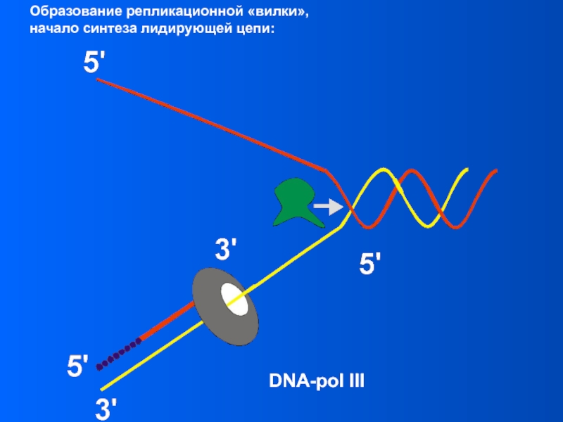 Синтез начала. Элонгация репликации ДНК. Элонгация репликации у прокариот. Элонгация (Синтез цепей. Как образуется Репликационная вилка.