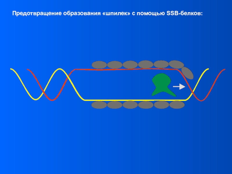 Ssb белок. Элонгация репликации. Элонгация ДНК. Элонгация репликации биохимия. Элонгация репликации ДНК.