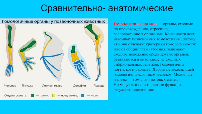 Гомологичные органы крыло птицы и ласты кита. Гомологичные органы конечности позвоночных. Гомологичные органы это сравнительно анатомические. Конечности наземных позвоночных гомологичны. Сравнительно-анатомические доказательства гомологичные органы.