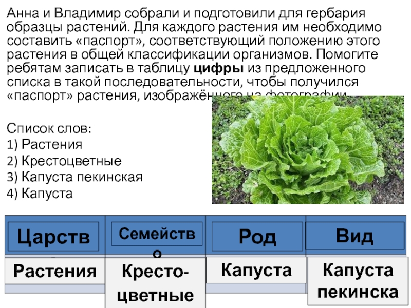 Оксана и антон собрали и подготовили для гербария образцы растений для каждого растения