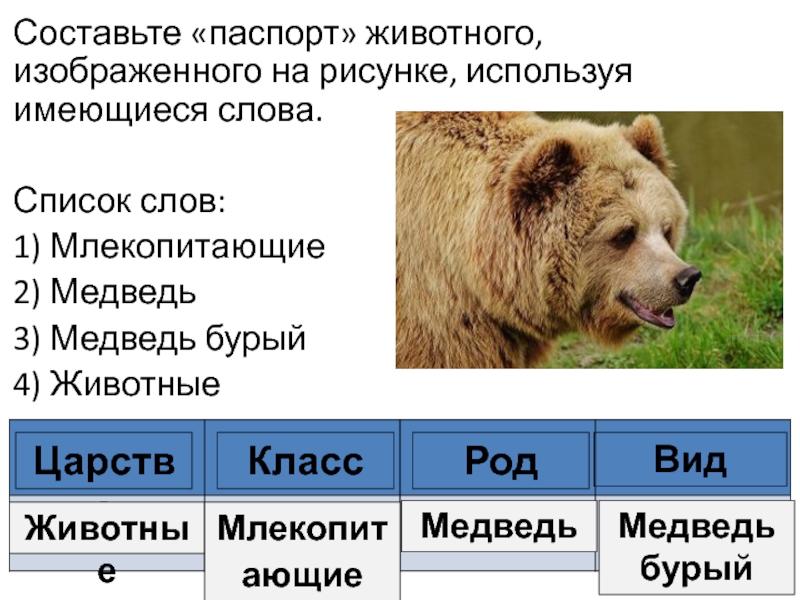 Текст про медведя впр