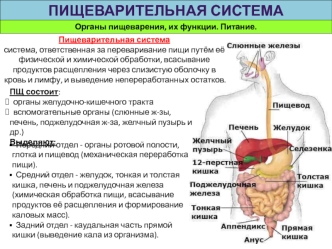 Органы пищеварения, их функции. Питание. Пищеварительная система