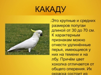 какаду