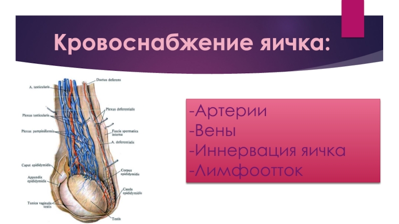 Вена левого яичка. Кровоснабжение и иннервация мошонки. Артерии кровоснабжающие яички. Кровоснабжение яичка анатомия.