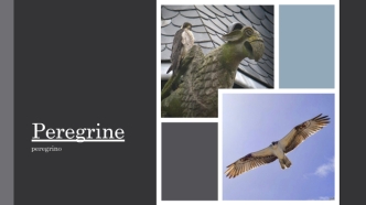 Peregrine falcon is the fastest bird