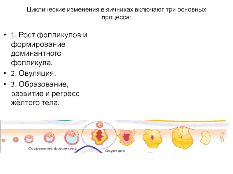 Фолликул на 13 день