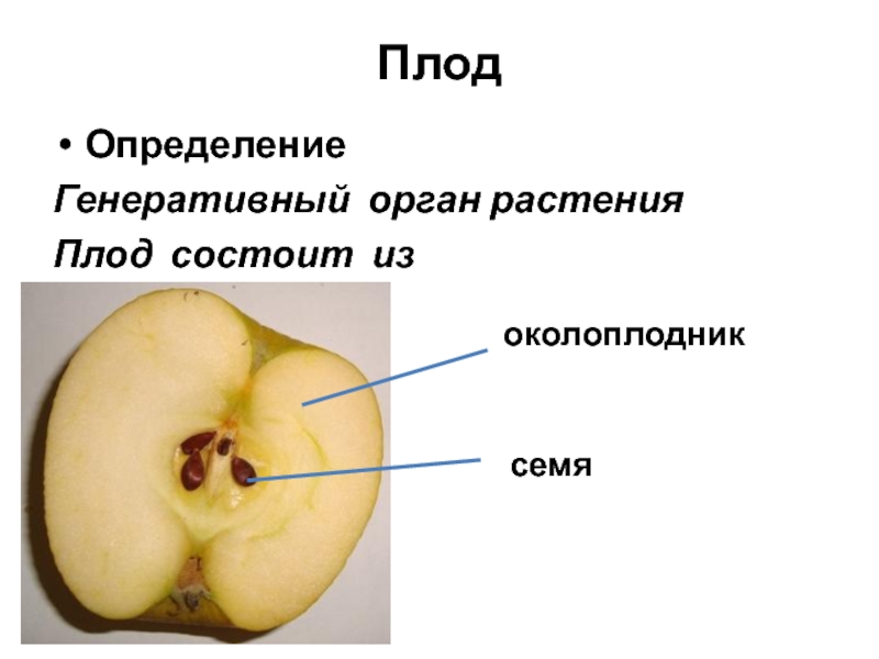 Околоплодник плода образуется из