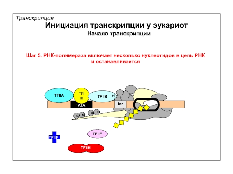 Схема транскрипции эукариот