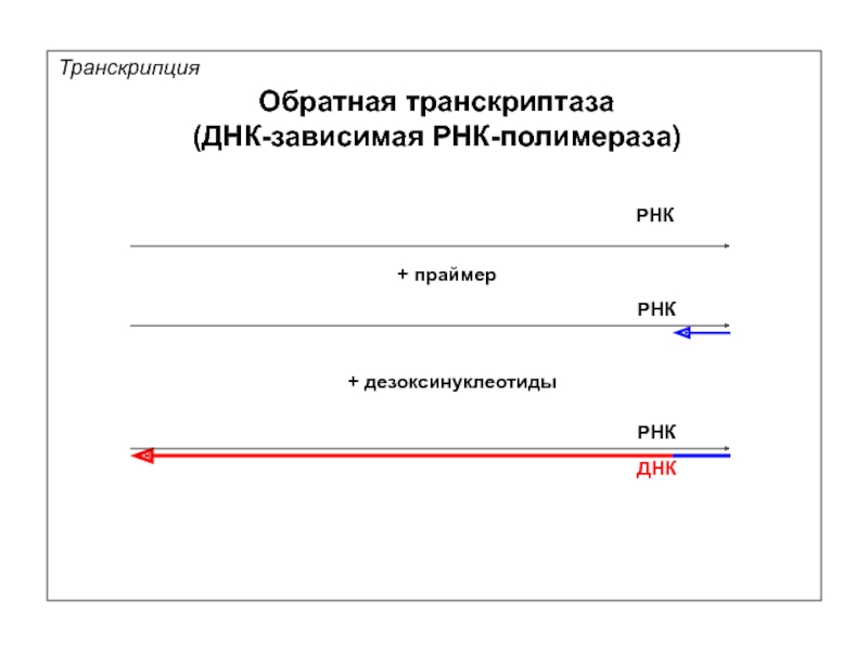 Фермент обратная транскриптаза. Ревертаза Обратная транскриптаза. Обратная транскриптаза вируса. Обратная транскрипция РНК. ДНК-зависимая РНК-полимераза транскриптаза.