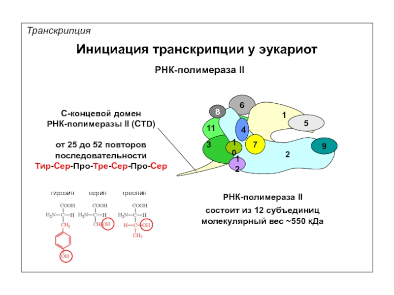 Днк эукариот. РНК полимераза 2 эукариот. РНК полимераза эукариот строение. Строение РНК полимеразы 2. РНК полимераза эукариот субъединицы.