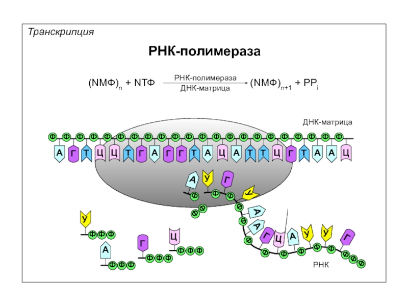 Схема транскрипции рнк