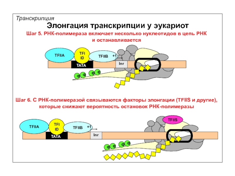 Схема транскрипции эукариот