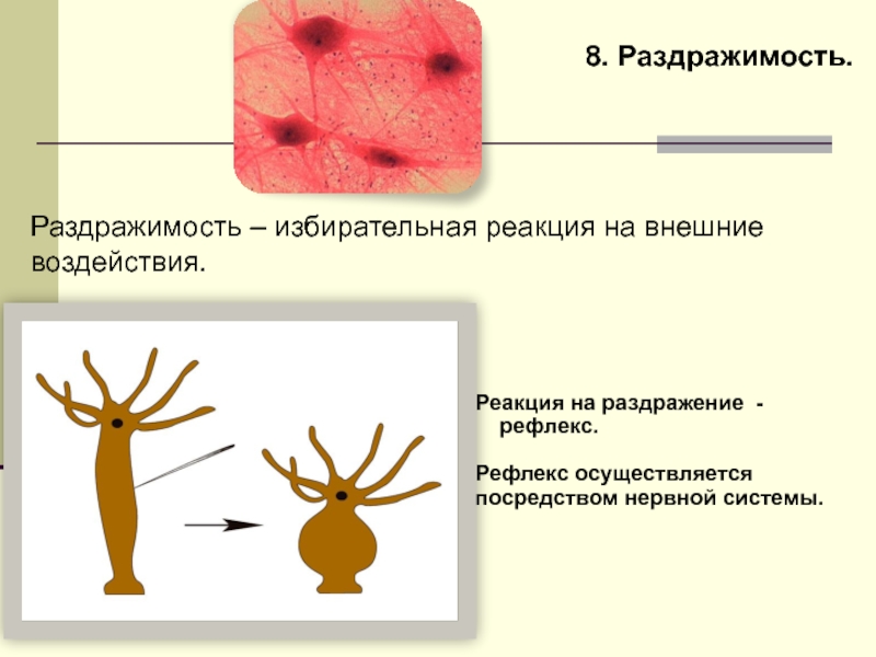 Что такое раздражимость. Раздражимость нервной системы. Раздражимость характерна. Формы раздражимости у простейших. Раздражимость бактерий.