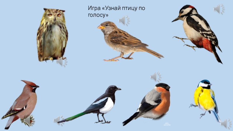 Узнать птицу по фото программа онлайн