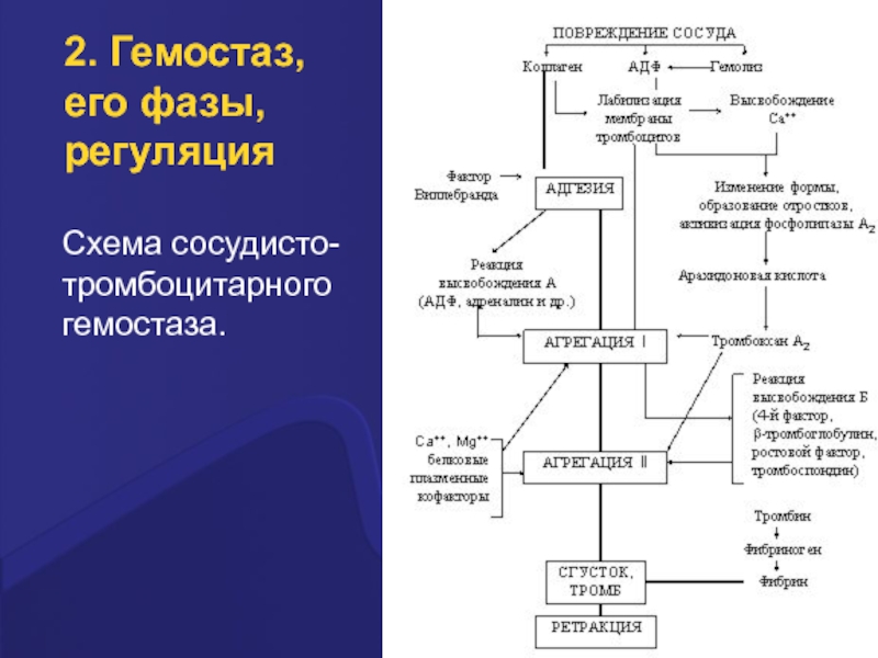 Основные компоненты гемостаза