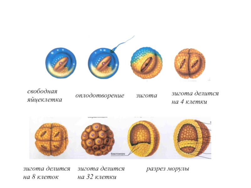 Жизненный цикл зиготы. Зигота бластомер морула. Морула в разрезе. Зигота в разрезе. Зигота делится.