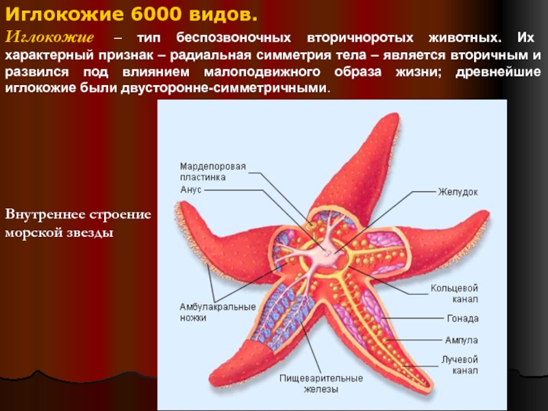 Классы иглокожих. Иглокожие общая характеристика строение. Строение выделительной системы иглокожих. Выделительная система иглокожих 7 класс. Тип иглокожие нервная система.