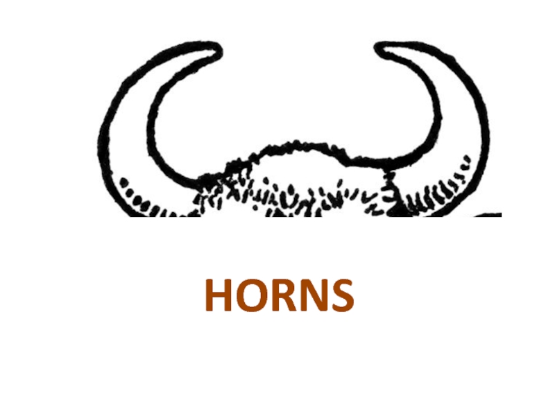 Horn перевод с английского. Horn Flashcard. Слово рога картинки. Horns for Kids с надписью. Рога черта.