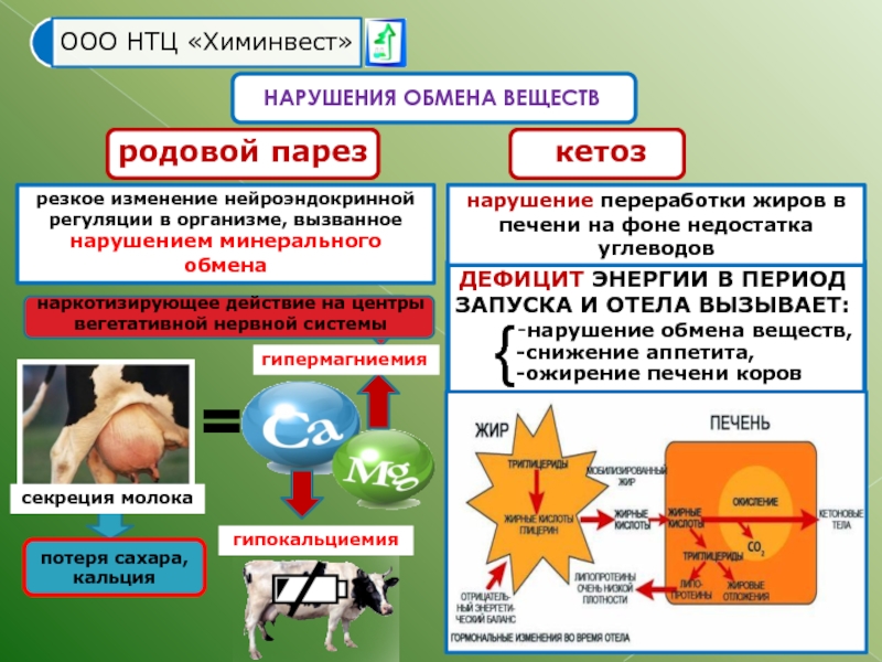 Кетоз коров презентация