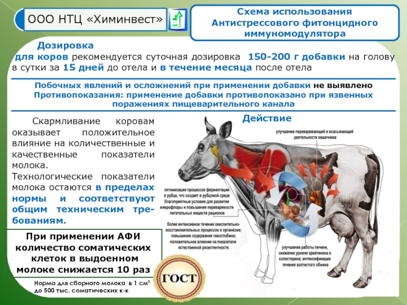 Количество соматических клеток. Иммуномодулятор для коров. Иммуномодуляторы для КРС. Миавит для коров. При Дельта для коров.