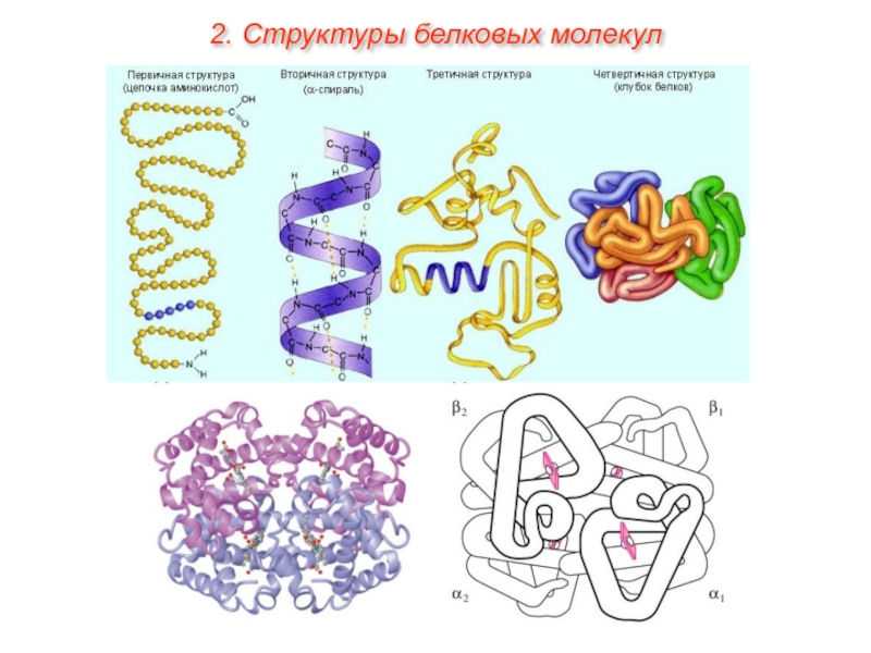 Структура белков схема