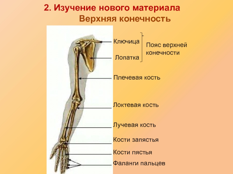 Верхние конечности человека фото