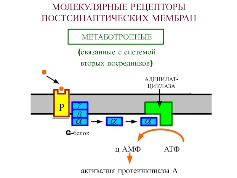 Система второго. Активация протеинкиназы а. Активатор протеинкиназы а. Молекулярные рецепторы. Система ЦАМФ.