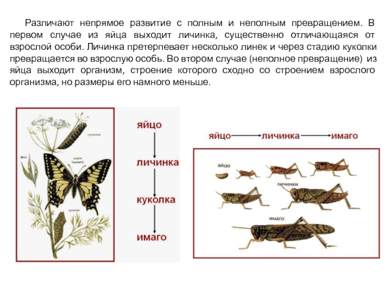 Развитие организмов насекомых