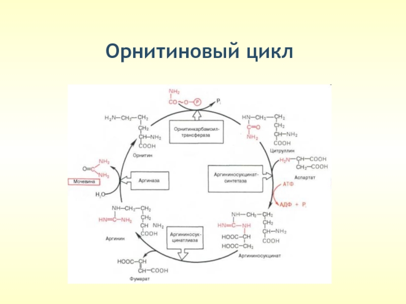 Схема орнитинового цикла