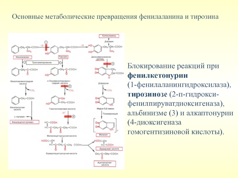 Место синтеза аминокислот. Схема метаболизма фенилаланина. Схема превращения фенилаланина. Схема метаболического пути обмена тирозина. Реакция синтеза тирозина.