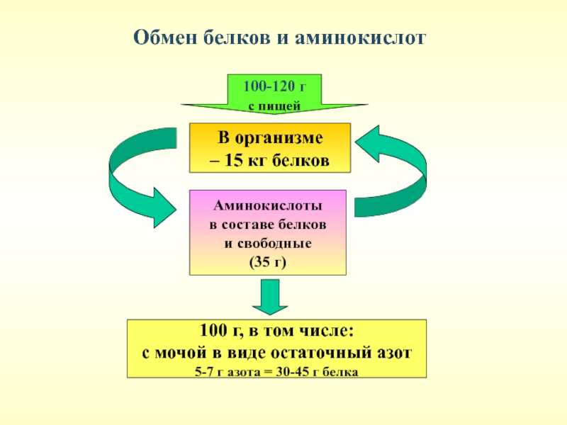 Обмен белков. Процесс энергетического обмена белков в организме человека. Схема обмена белков в организме. Обмен белков в организме человека кратко. Особенности обмена белков и аминокислот.