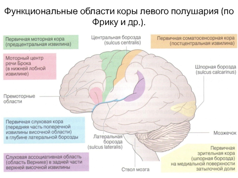 Вторичные отделы слуховой коры левого полушария. Этапы созревания мозга. Премоторной области коры левого полушария.