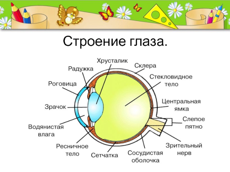 Орган зрения окружающий мир. Презентация строение глаза для детей. Строение глаза картинка. Строение глаза окружающий мир. Строение глаза для детей.