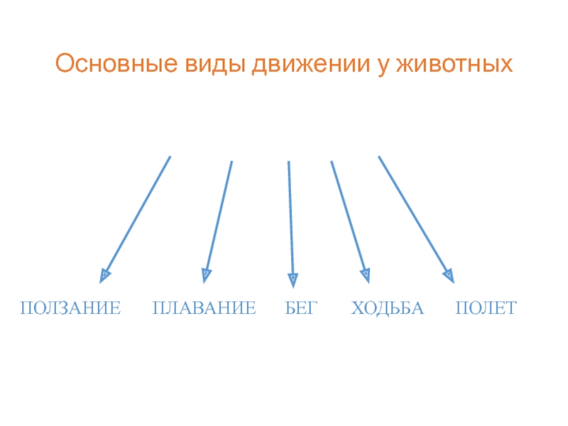 Чем движение растений отличается от движения животных