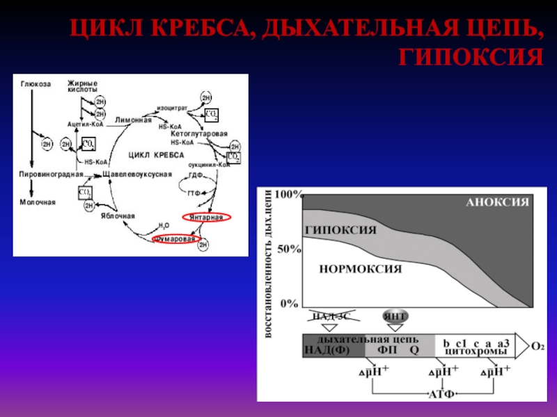 Цикл кребса фото