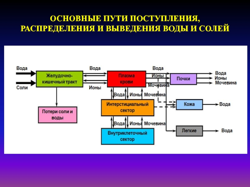 Общий путь. Поступление, перераспределение и выведение воды. Поступление всасывание распределение и выведение. Пути поступления абсорбции распределения. Поступление перераспределение и выведение воды рис 2.