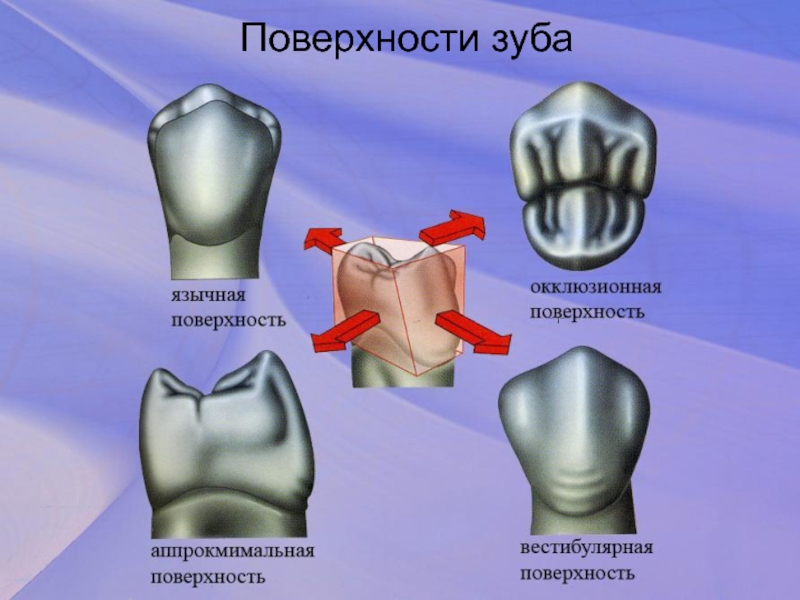 Программы для 3д моделирования зубов