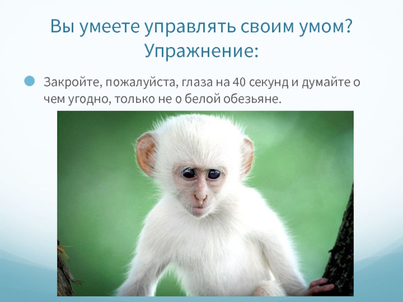 Реферат: Не думайте о белой обезьяне
