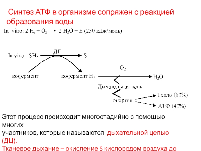 Синтез атф происходит в процессе. Образование АТФ В дыхательной цепи. Синтез АТФ В дыхательной цепи. Реакции сопряженные с синтезом АТФ. Реакции с использованием АТФ.