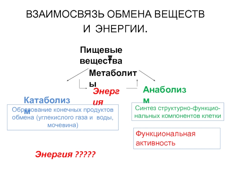 Взаимосвязь обменов. Взаимосвязь обмена веществ и энергии. Взаимосвязь метаболизма. Взаимосвязь обмена веществ и обмена энергии. Взаимосвязь обменных процессов.