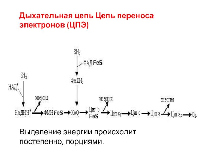 Схема цпэ окисление малата