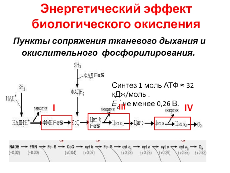 Биологическое окисление схема