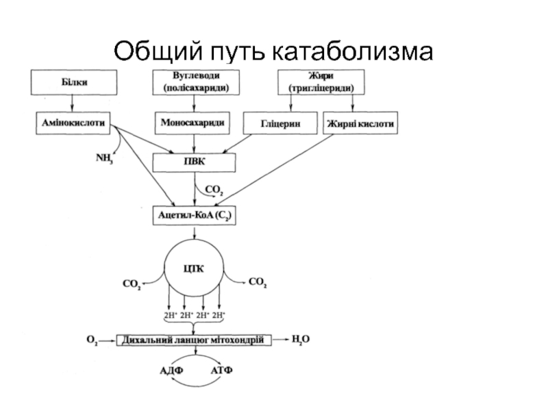 Этапы катаболизма. Общие пути катаболизма углеводов. Общие пути катаболизма дыхательная цепь. Общая схема катаболизма основных пищевых веществ. Общая схема катаболизма микроорганизмов.