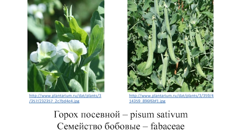 Горох посевной покрытосеменные. Pisum sativum - горох посевной. Размер гороха посевного. Размер семян гороха посевного. Горох посевной форма листа.